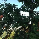 Lantställe Mimi E Coco Ascoli Piceno